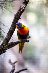 Rainbow lorikeet closeup perched on tree branch