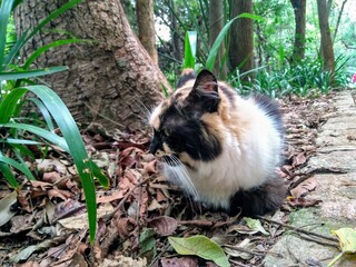 cat in the forest