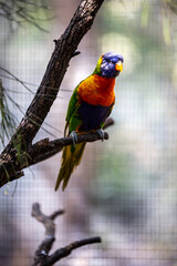 Rainbow lorikeet closeup perched on tree branch