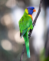Rainbow lorikeet closeup perched on tree branch