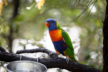 Rainbow lorikeet closeup perched on tree branch
