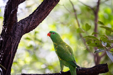 Scaly-breasted lorikeet sitting in tree grooming and preening australia
