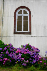 Hydrangea (Hortensia) flowers and an old window. Puerto Varas, Chile