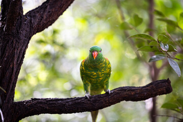 Scaly-breasted lorikeet sitting in tree grooming and preening australia