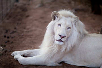 African white lion, rare and endangered