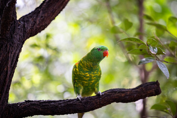 Scaly-breasted lorikeet sitting in tree grooming and preening australia