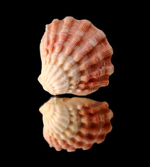 Small pink scallop shell isolated on black 