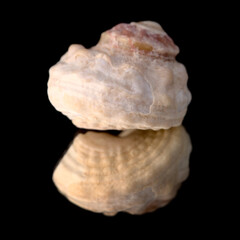 Sea snail shell isolated on black