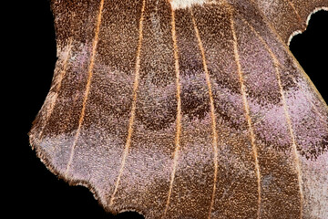 1 - Super macro, poplar hawk moth wing, abstract background texture