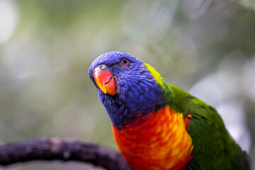 Rainbow lorikeet closeup perched on tree branch	
