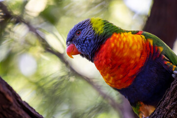 Rainbow lorikeet closeup perched on tree branch	