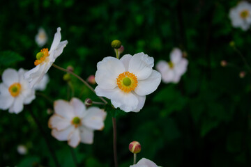 View of Japanese Anemones or windflowers (Anemone hupehensis)