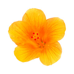 Yellow hibiscus flower isolated on white 