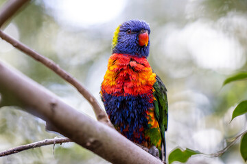 Rainbow lorikeet closeup perched on tree branch	