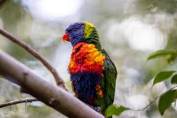 Rainbow lorikeet closeup perched on tree branch	