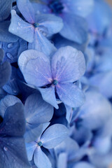 Natural floral background of blue flowers of Hydrangea macrophylla, bigleaf hydrangea