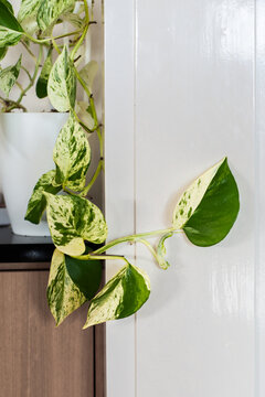 variegated philodendron