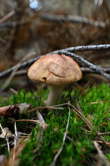 boletus edulis mushroom