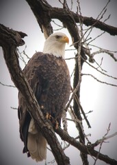 bald eagle on a branch