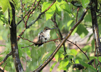 hummingbird in the rain