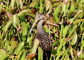 yellow billed hornbill ibis in the forest
