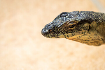 Close up of Monitor Lizard