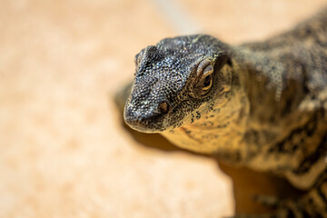 Close up of Monitor Lizard