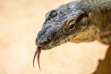 Close up of Monitor Lizard
