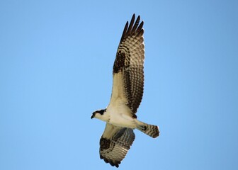 red tailed hawk in flight