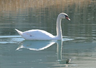 Fototapeta premium swan on the lake