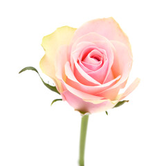 Unusual rose with pink center and green-yellow outer petals isolated on white 