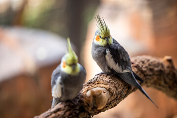 Pair of cockatiels on a tree branch