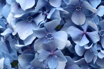 Fotobehang blue french hydrangea background © Tamara Kulikova