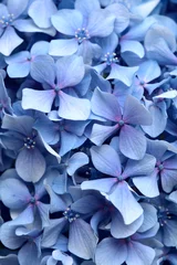 Fotobehang Natural floral background of blue flowers of Hydrangea macrophylla, bigleaf hydrangea © Tamara Kulikova
