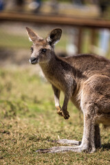 Naklejka na ściany i meble Kangaroo Joey on the Gold Coast, Australia