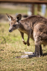 Naklejka na ściany i meble Kangaroo Joey on the Gold Coast, Australia