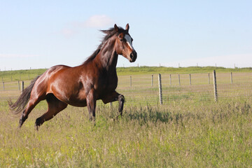 Thoroughbred Horses Running In Grassy Field 