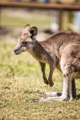 Kangaroo Joey on the Gold Coast, Australia