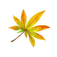 Japanese maple leaf in watercolor.