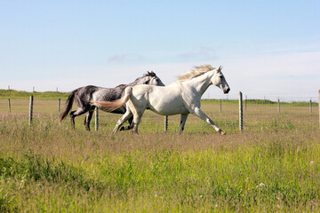 Thoroughbred Horses Running In Grassy Field 