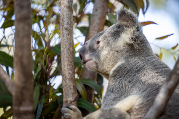 Baby koala climbing and eating around a tree with eucalyptus leaves