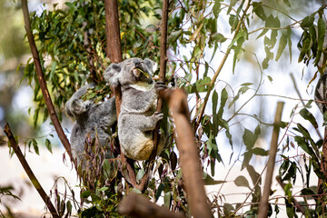 Baby koala climbing and eating around a tree with eucalyptus leaves