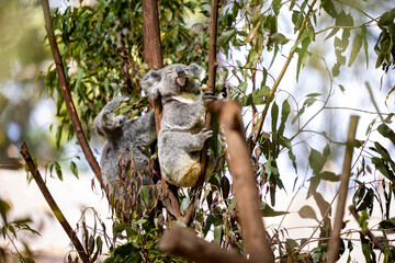 Baby koala climbing and eating around a tree with eucalyptus leaves