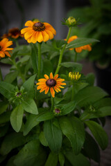 orange and yellow flower in garden