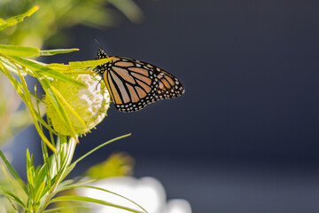 Monarch butterfly sitting on a Swan plant. Soft selective focus, grey background,  copy space
