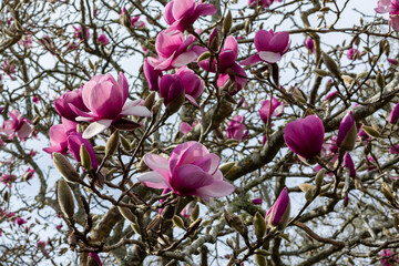 Magnolia flowers in bloom close-up.