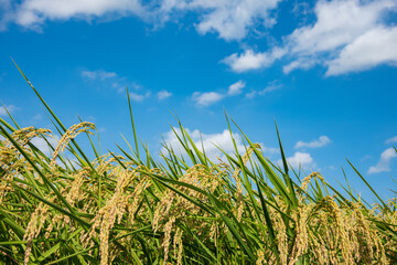 Fototapeta premium 稲