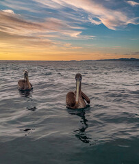 pelicans in the sea while dawn