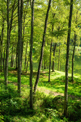 Obraz premium Temperate forest surrounded by pale light