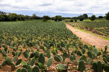 Agricultura plantío de nopal Morelos México campo verde nubes 